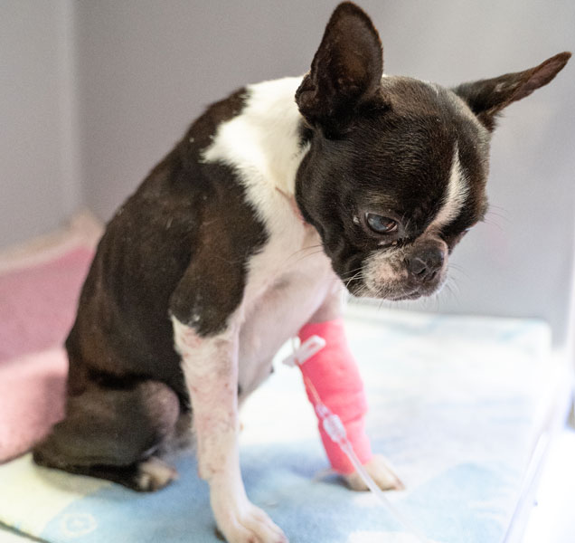 Gracie Boston Terrier receiving Vet Treatment 